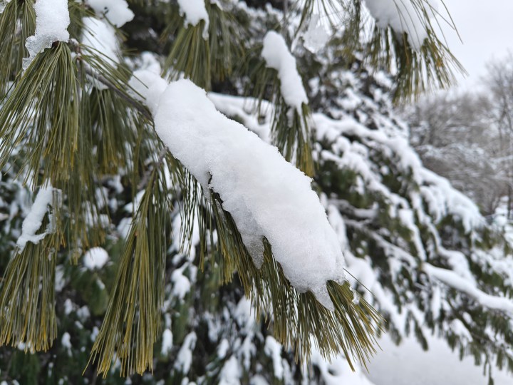 用 OnePlus 12R 拍摄的松针上有积雪的松树。
