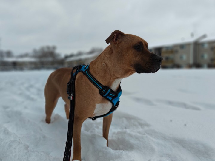 一只狗站在雪地里，由 OnePlus 12R 拍摄。