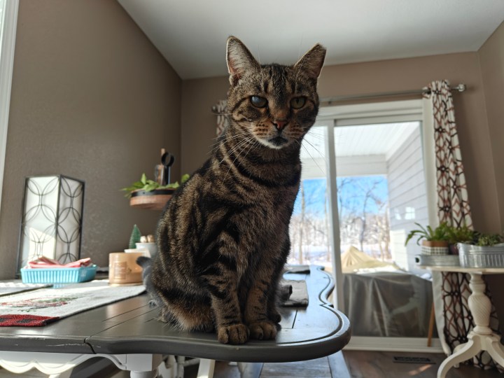 一只猫坐在厨房的桌子上，用 OnePlus 12R 拍摄。