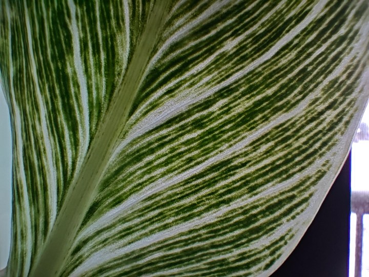 Una fotografía macro de una planta, tomada con el OnePlus 12R.