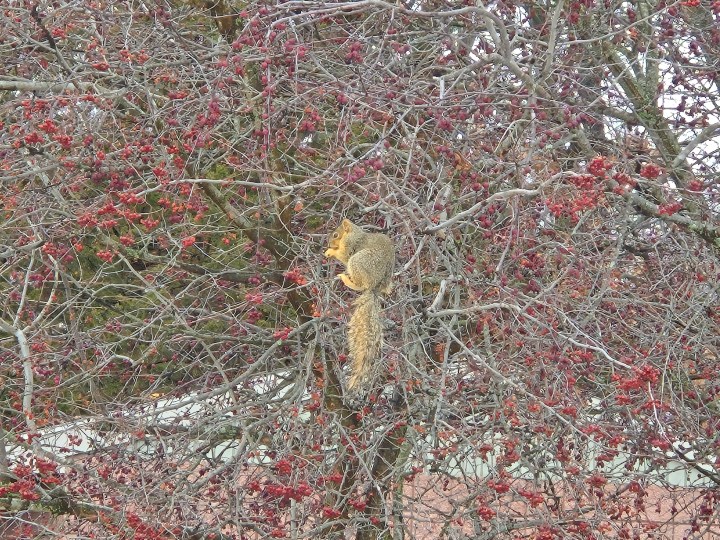 A photo of a squirrel sitting in a tree, taken with the Samsung Galaxy S24 Plus.