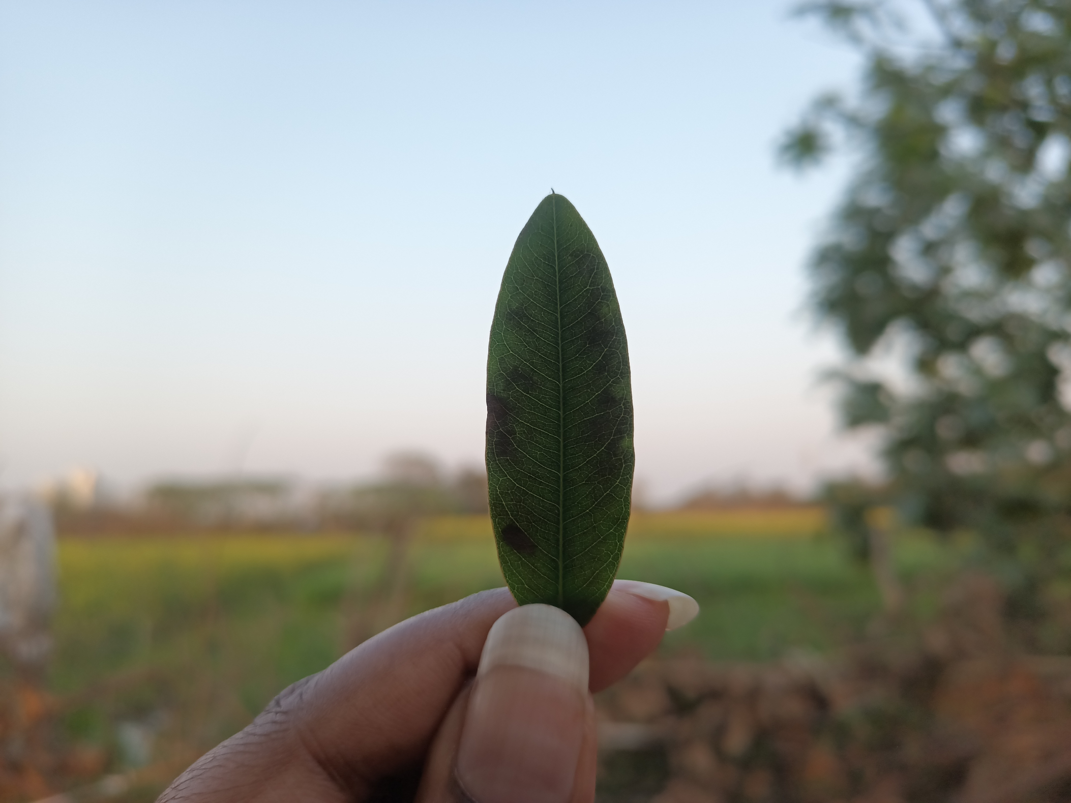 Single leaf held against a farm captured with Blackview N6000 tiny rugged Android phone.