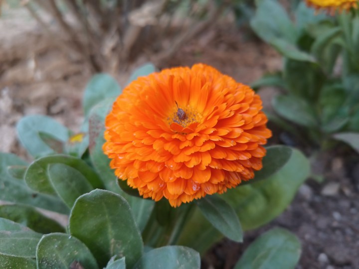 گل نارنجی با یک گوشی اندرویدی کوچک ناهموار Blackview N6000 عکس گرفته شده است.