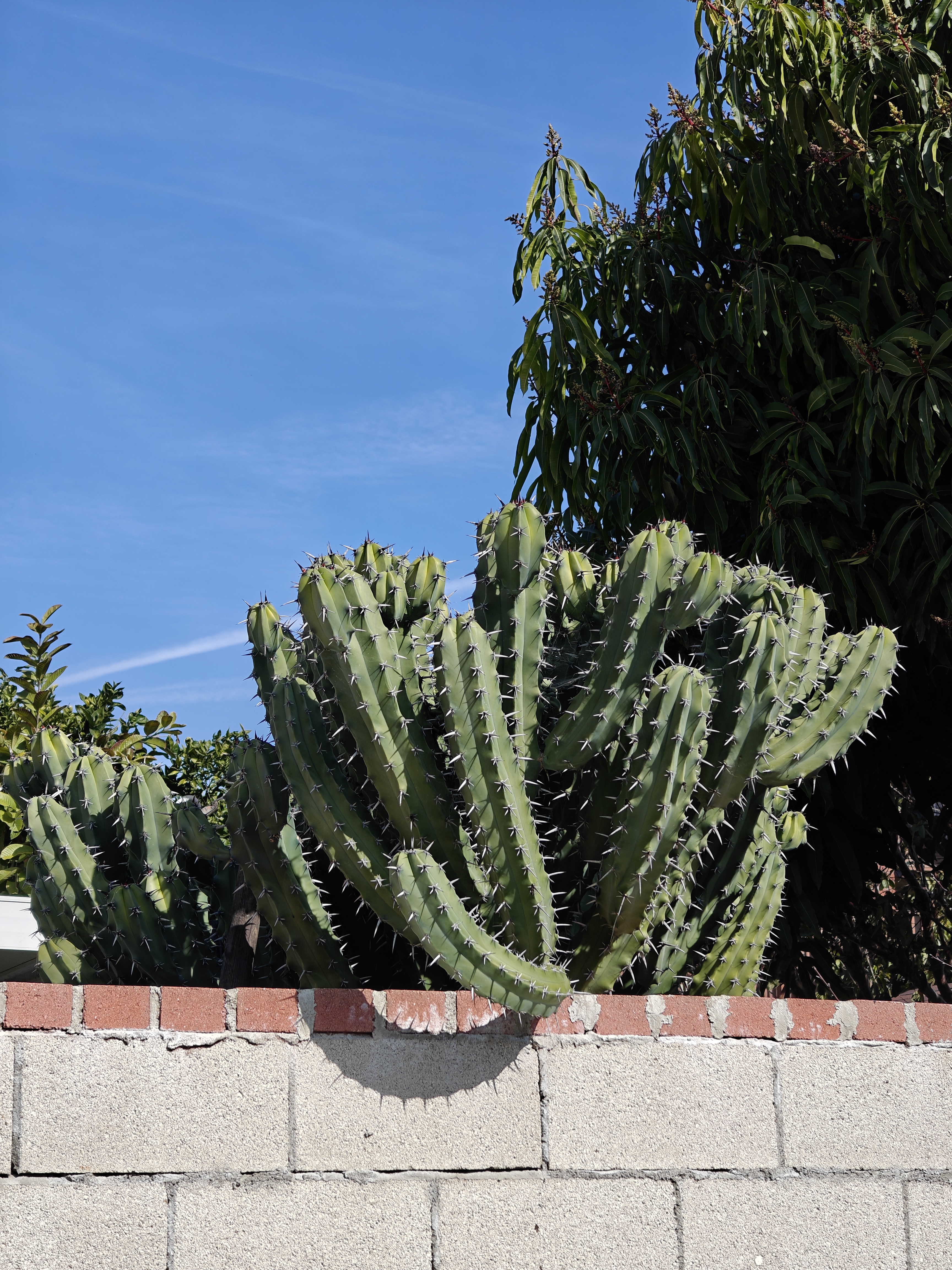 Primer plano de cactus tomado con una cámara de teleobjetivo OnePlus 12.