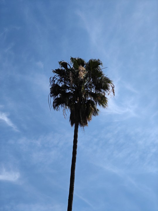 Primer plano de palmera tomado con una cámara de teleobjetivo OnePlus 12.