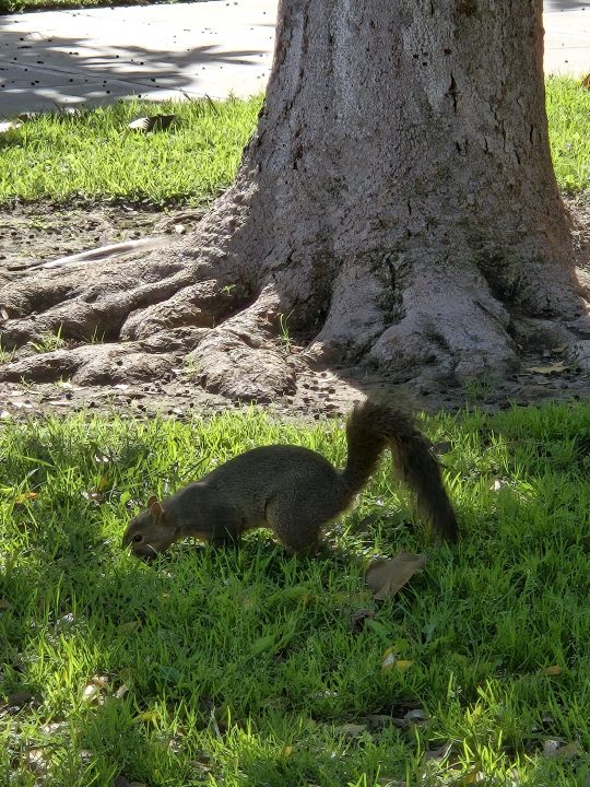 Écureuil au parc pris avec le Samsung Galaxy S24.