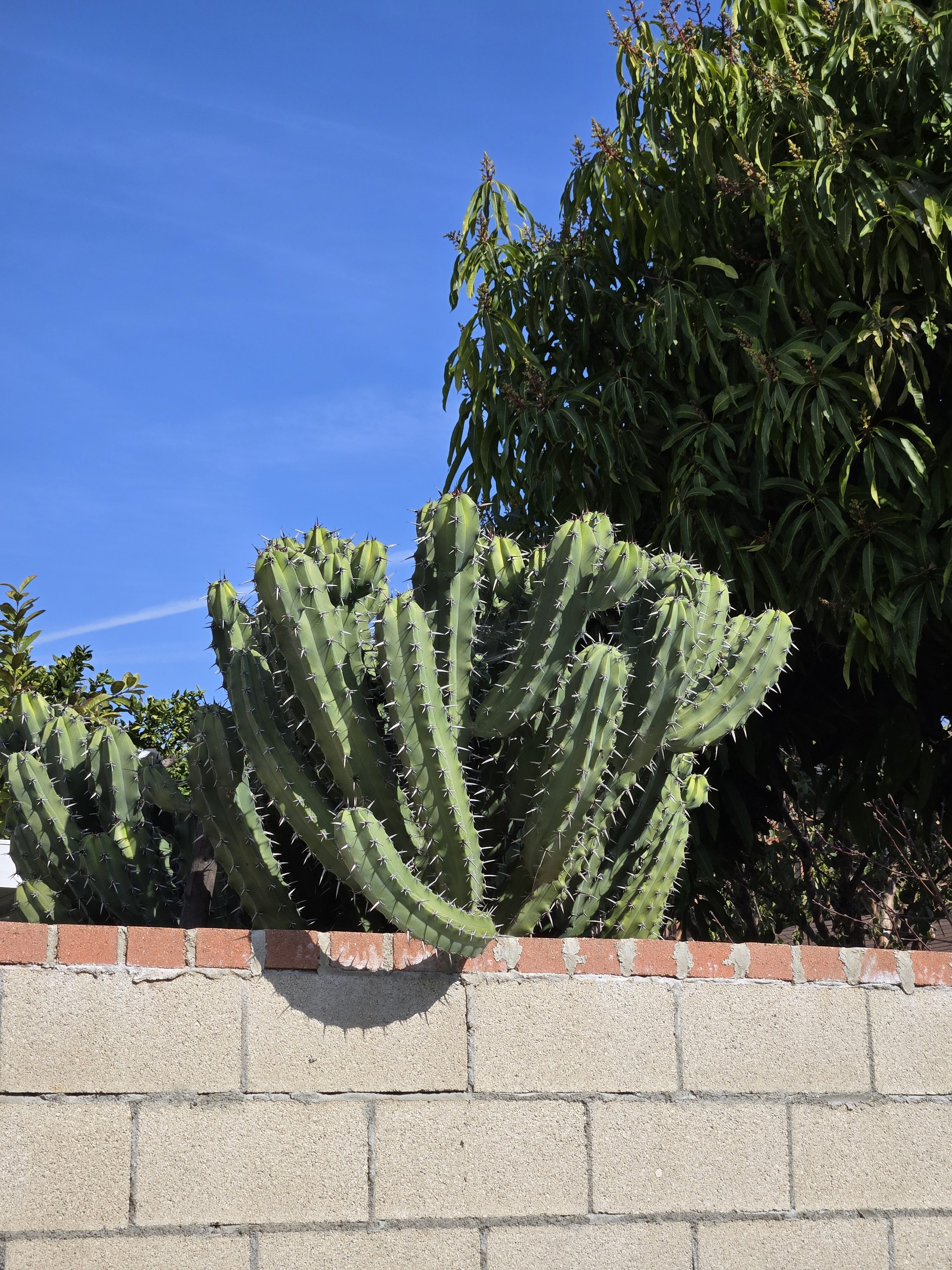 Primer plano de una planta de cactus tomada con una cámara de teleobjetivo Samsung Galaxy S24.