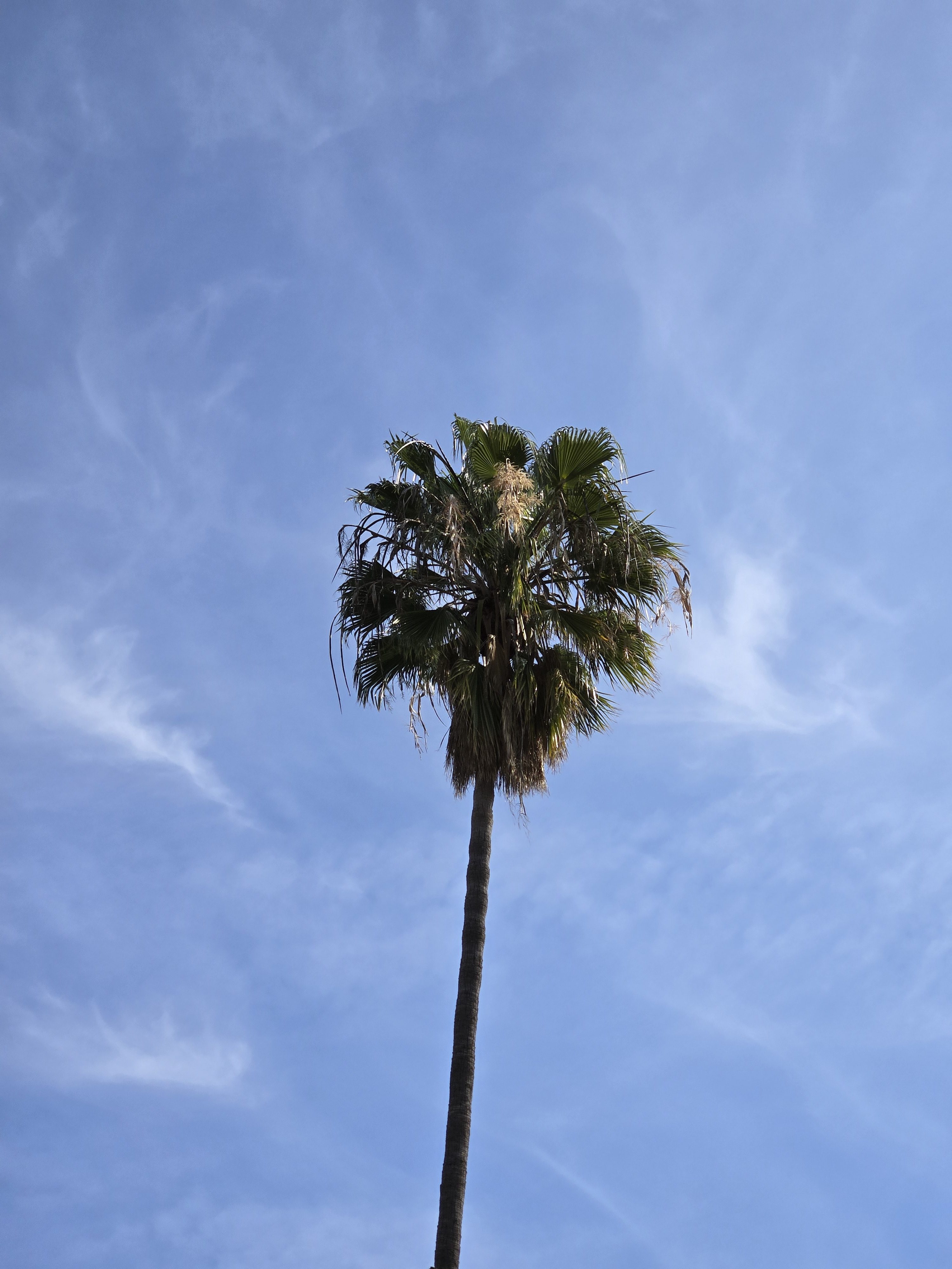 Palm tree closeup taken with Samsung Galaxy S24 telephoto camera.