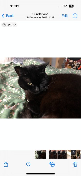 عکس گربه سیاه که روی تخت نشسته است.