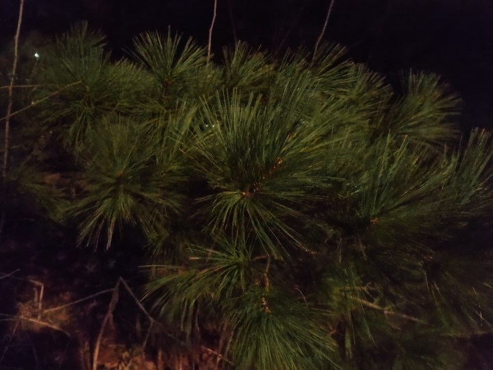 Una foto nocturna de un pino, tomada con el Moto G Power 5G (2024).
