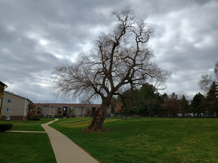 A photo of a tree outside with an overcast sky behind it, taken with the Moto G Power 5G (2024).