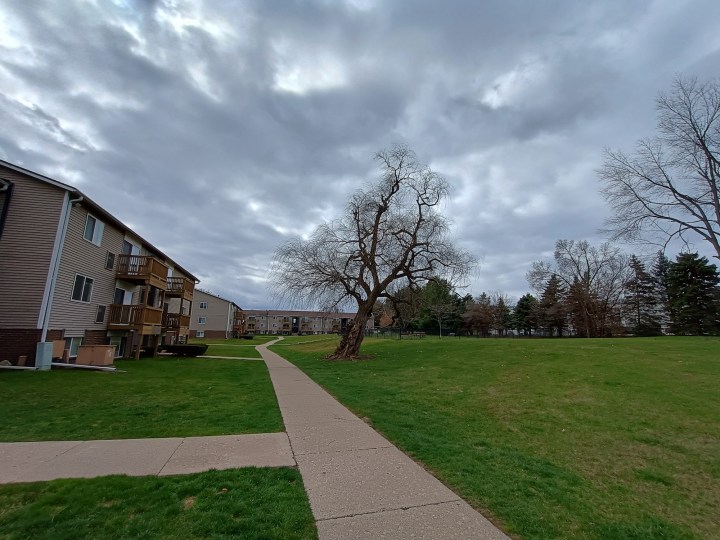 Una foto de un árbol en el exterior con un cielo nublado detrás, tomada con el Moto G Power 5G (2024).
