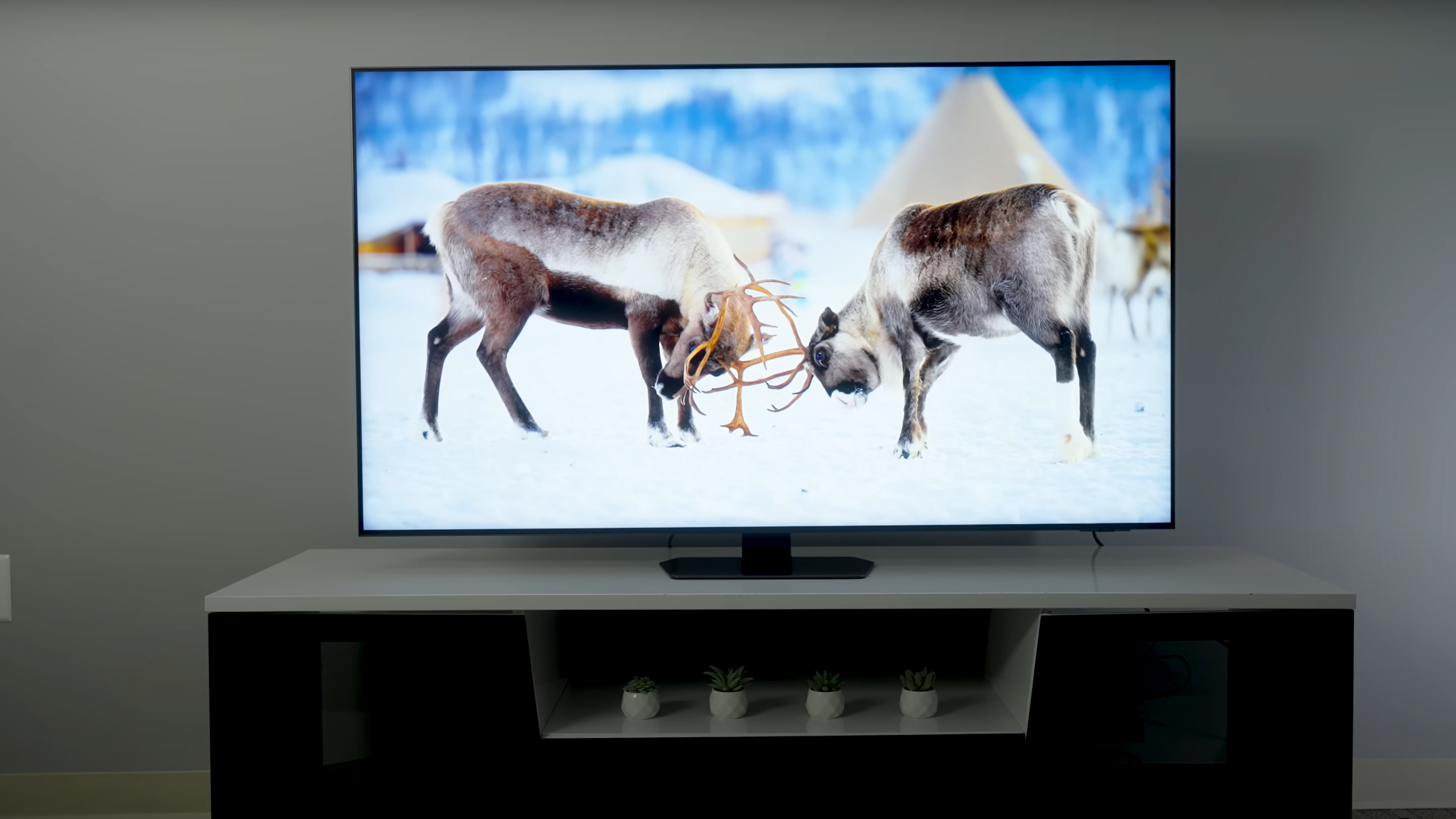 Two majestic elk lock horns in a snowy scene shown on a Samsung QN90D.