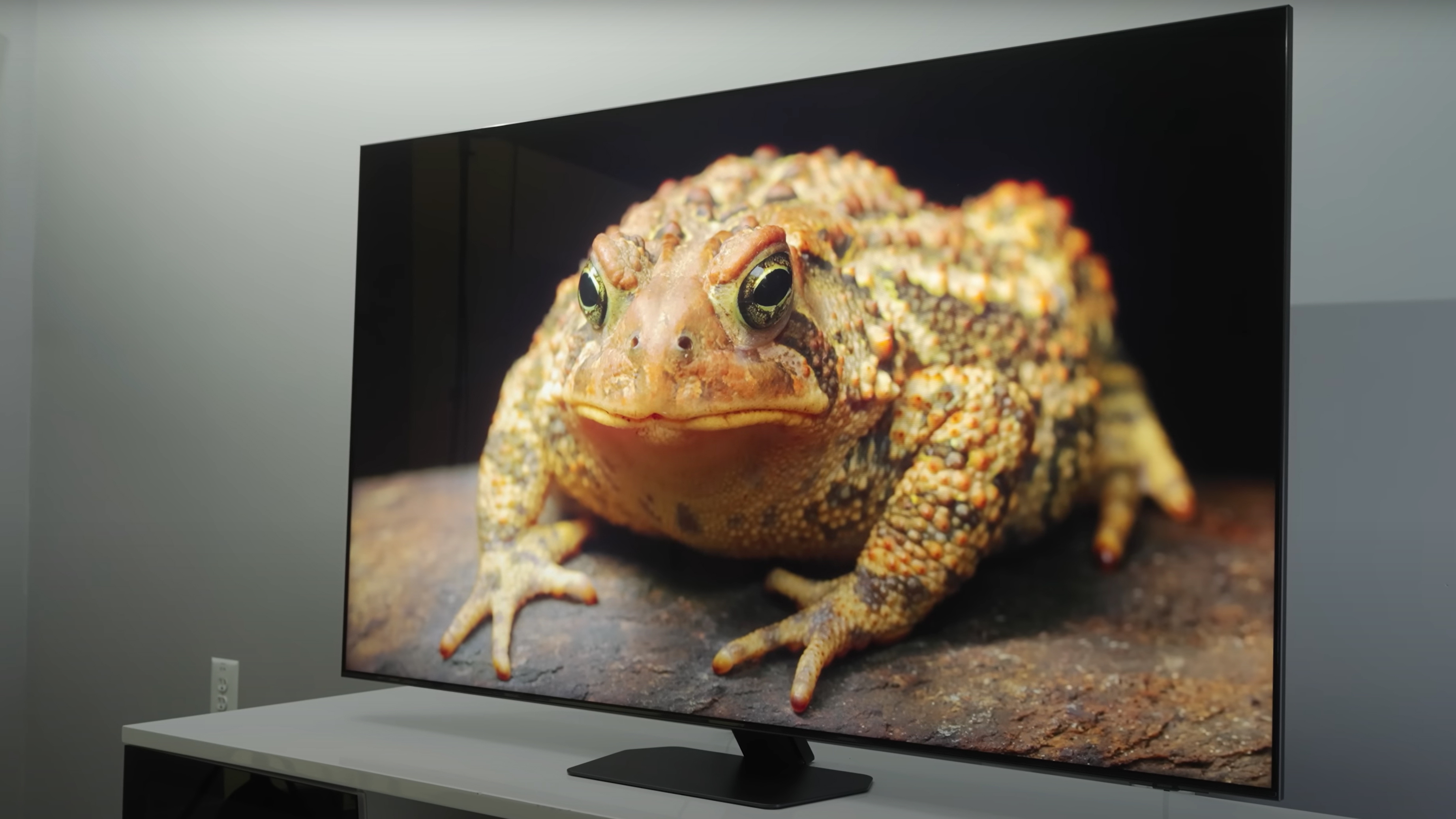 A stately fat toad shown in closeup on a Samsung QN90D TV.