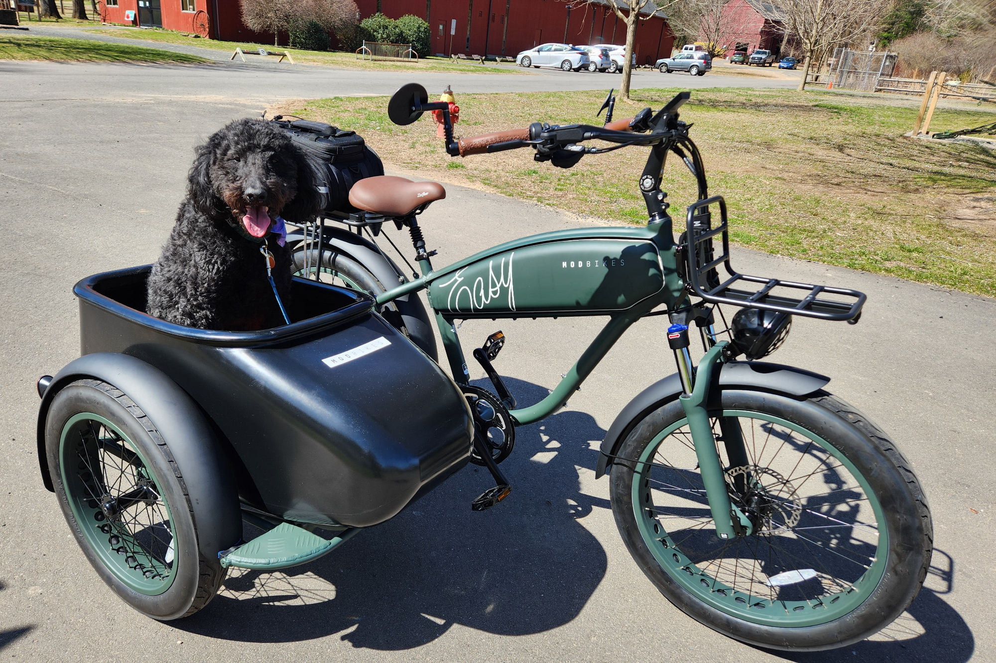 Happy the Double Doodle siting up in the MOD Easy 3 Sidecar in a neighborhood park.