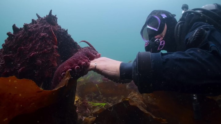 An octopus and a diver interact in Secrets of the Octopus.
