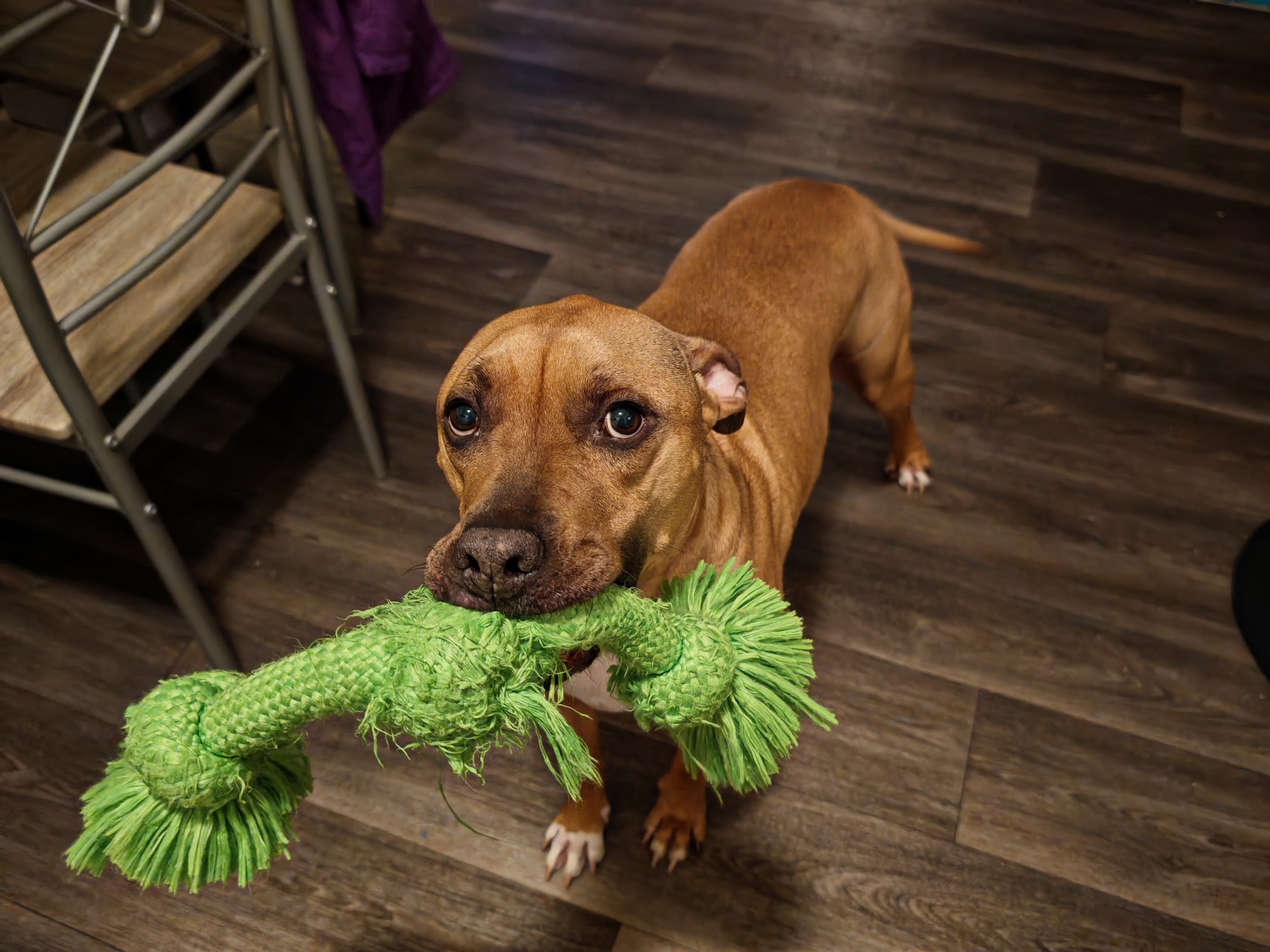 Una foto de un perro con un juguete masticable en la boca, tomada con el Honor Magic 6 RSR.