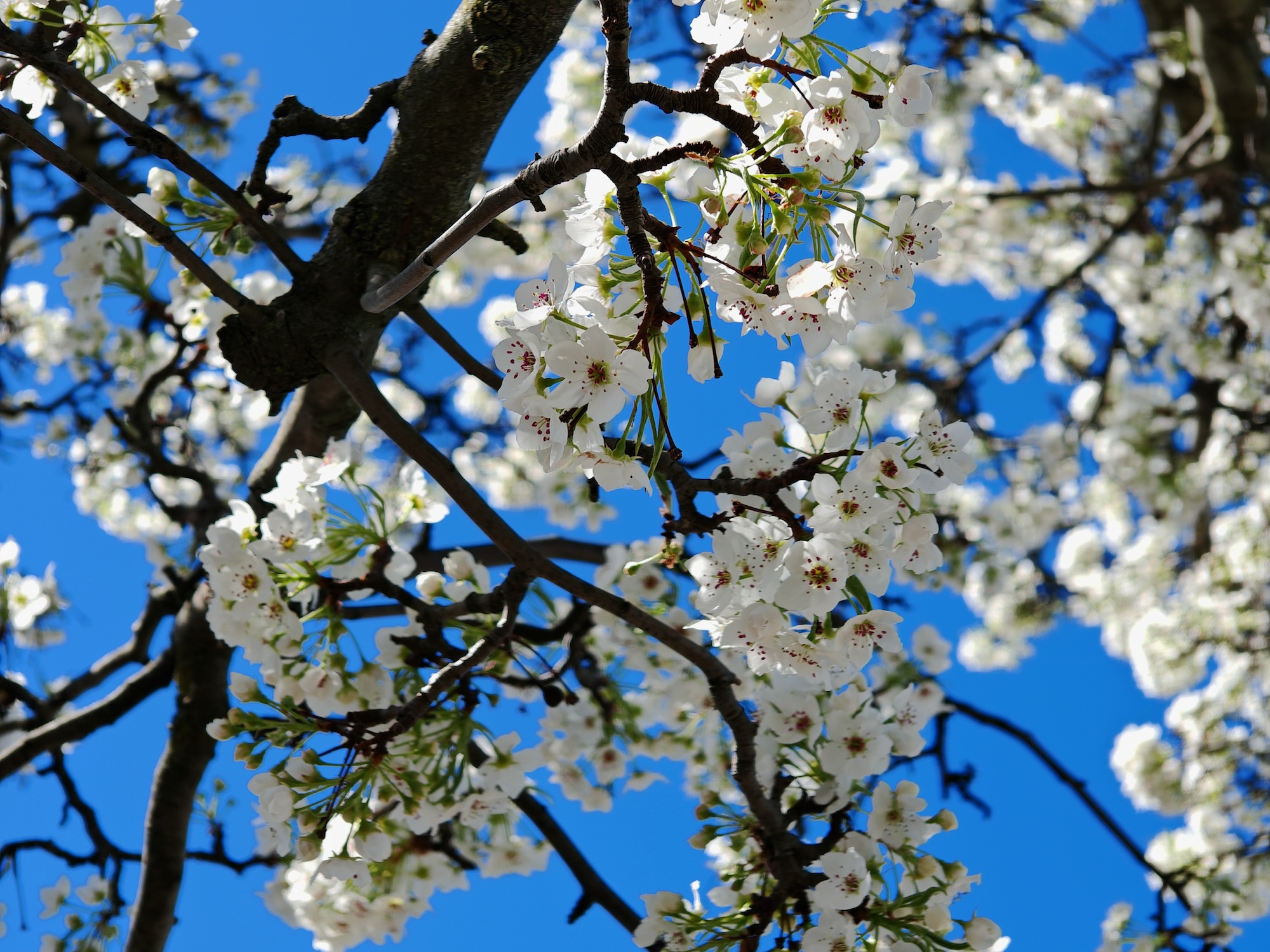 Una foto de flores blancas en un árbol contra un cielo azul, tomada con el Honor Magic 6 RSR.