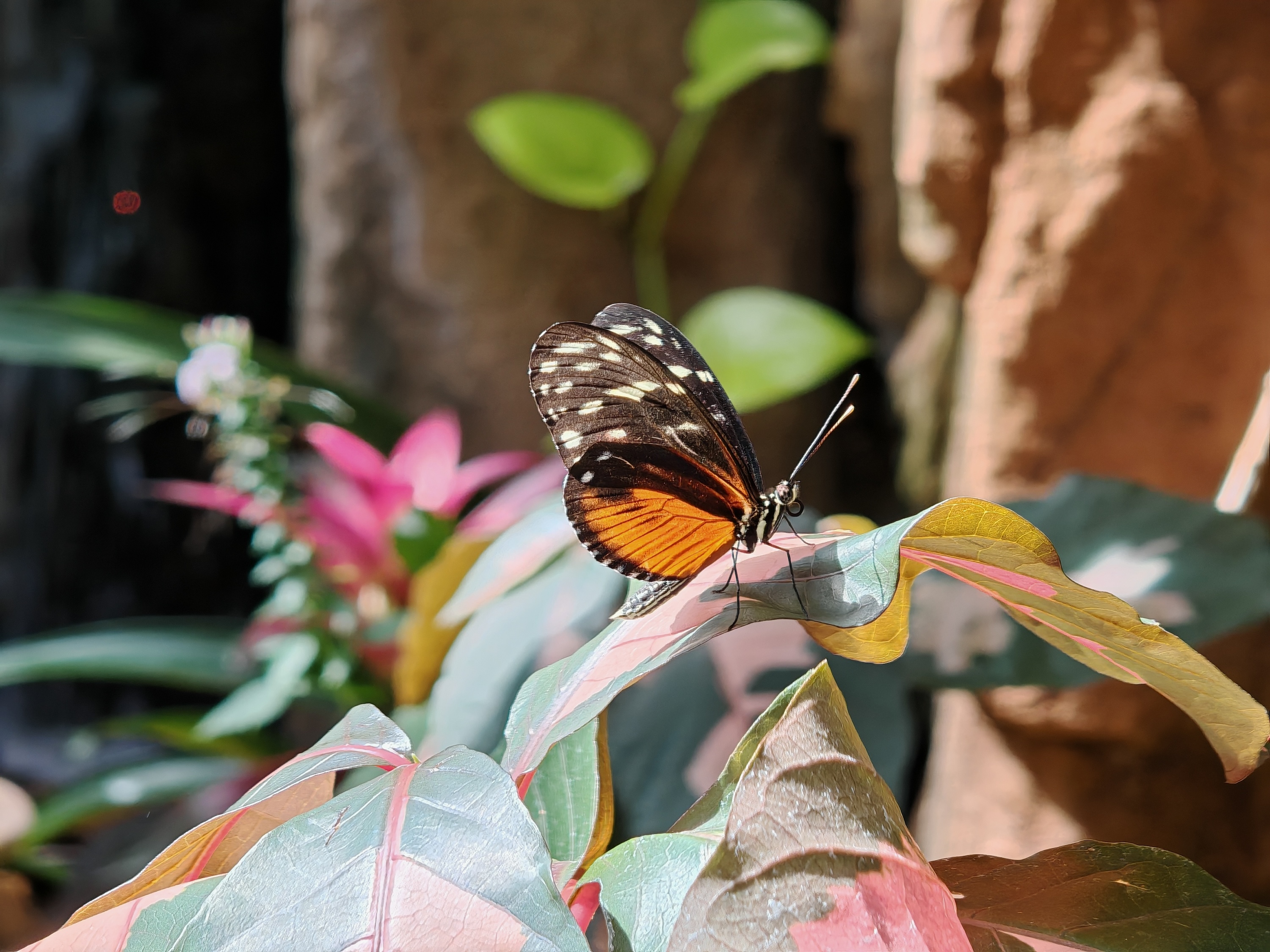 Una foto en primer plano de una mariposa, tomada con el Honor Magic 6 RSR.