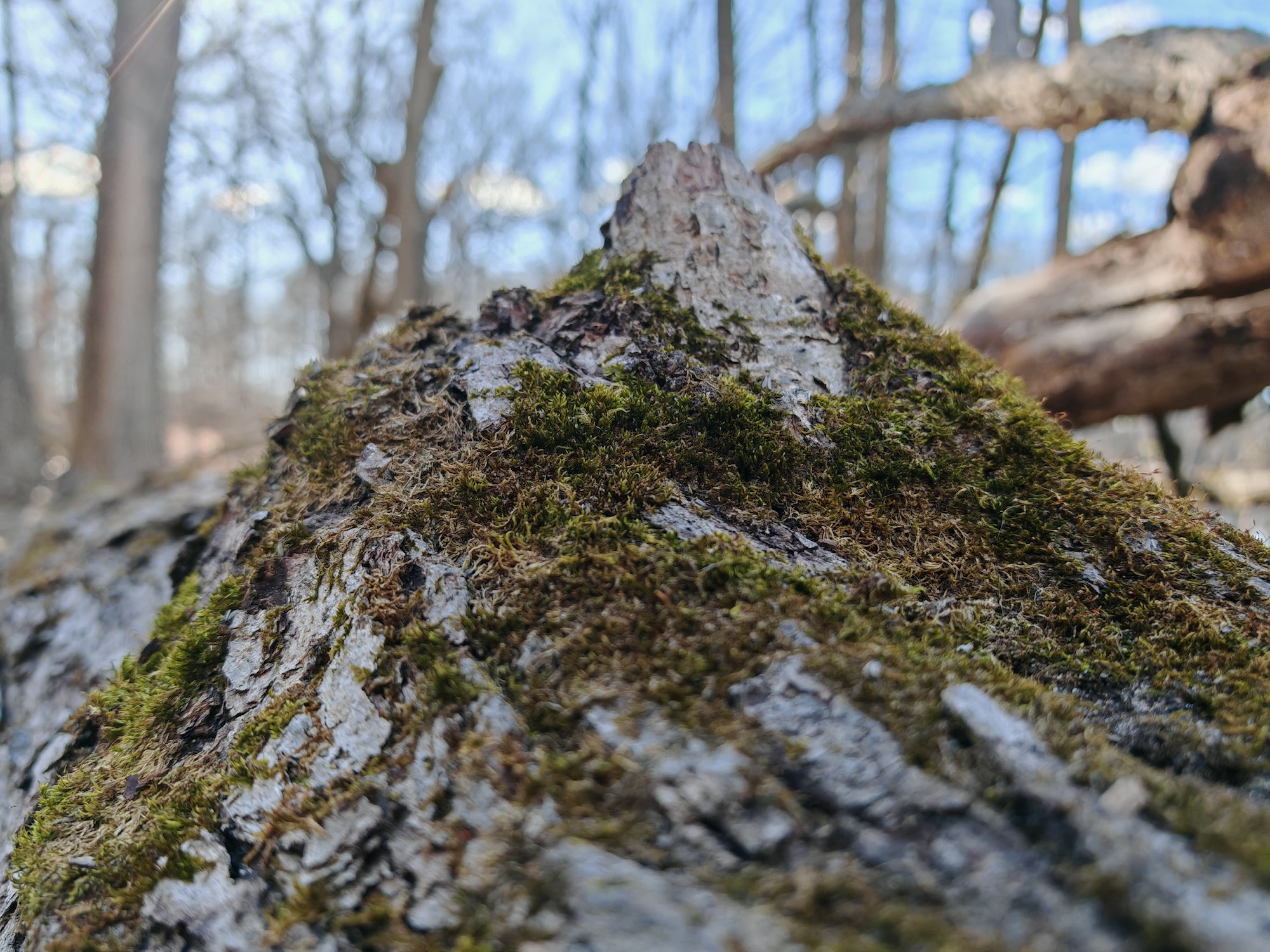 Una foto en primer plano del musgo que crece en el tocón de un árbol, tomada con el Honor Magic 6 RSR.