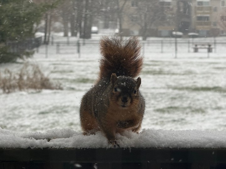 使用 iPhone 15 Pro Max 拍摄的松鼠坐在外面雪地里的照片。