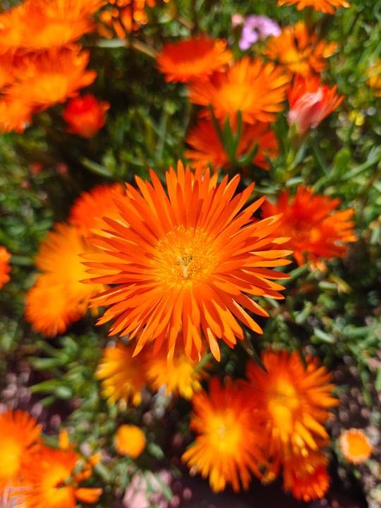 使用 OnePlus 12 主摄像头拍摄的橙色花朵。