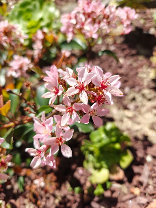 वनप्लस 12 के मुख्य कैमरे से लिए गए गुलाबी फूल।