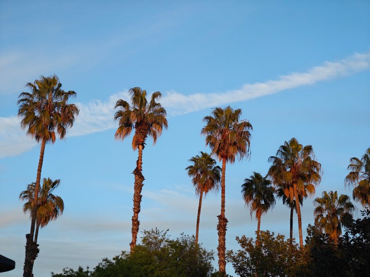 使用 OnePlus 12 长焦相机拍摄的棕榈树放大照片。