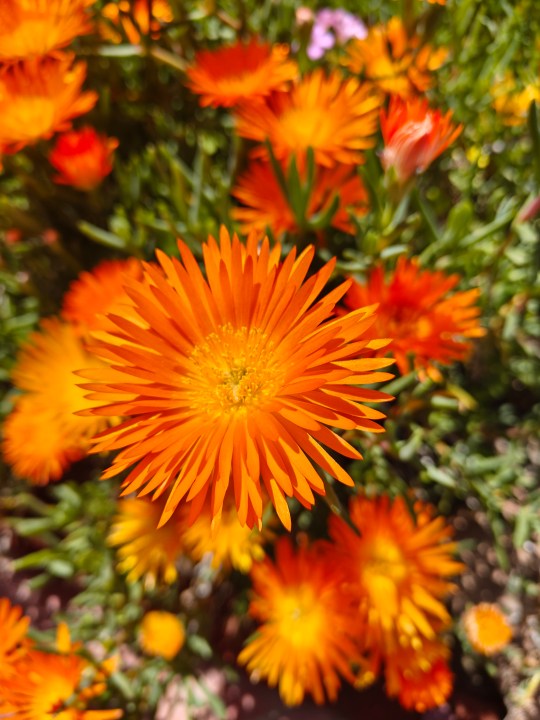 使用 OnePlus 12R 主摄像头拍摄的橙色花朵。