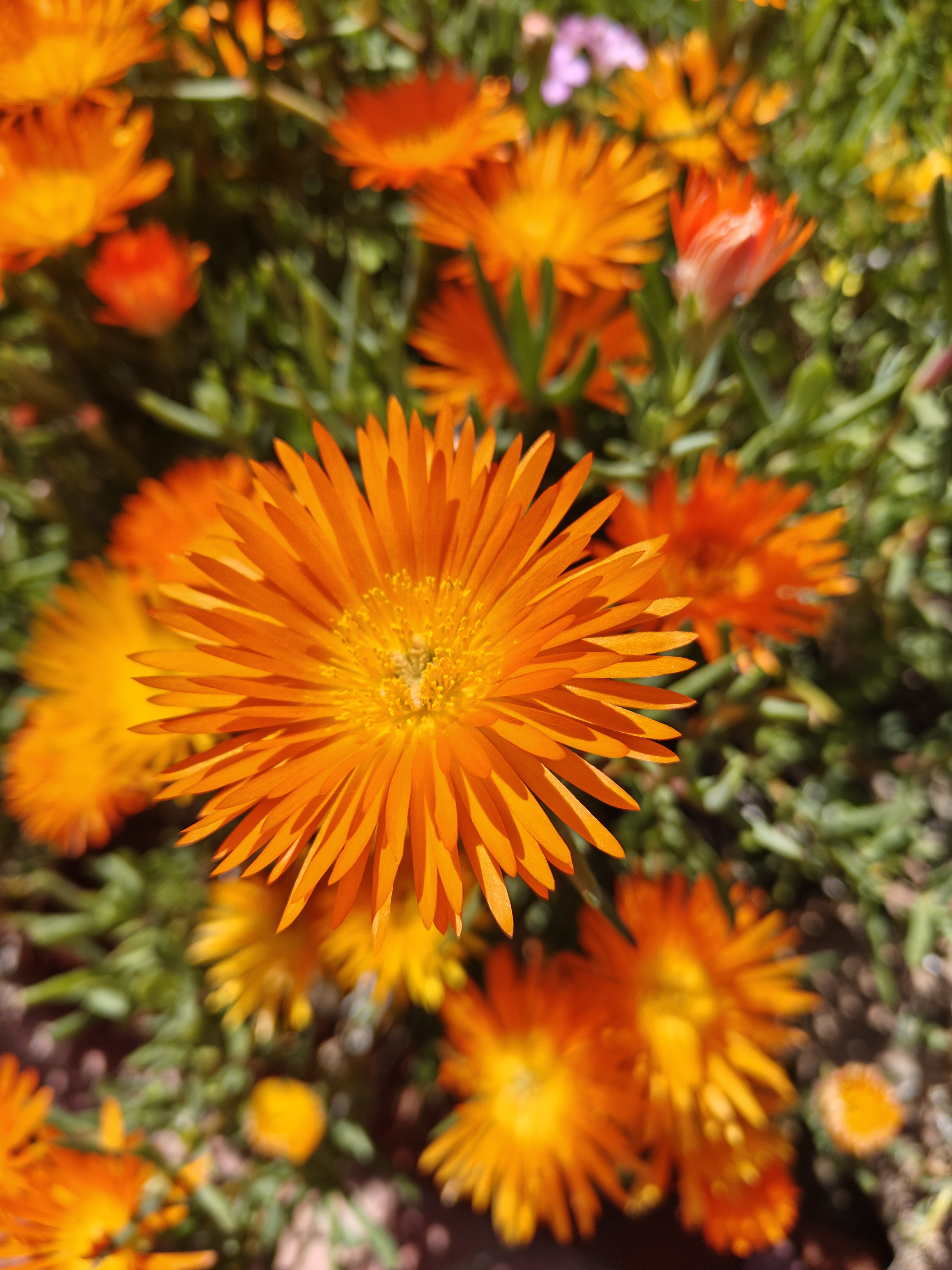 Orange flowers taken with the OnePlus 12R main camera.