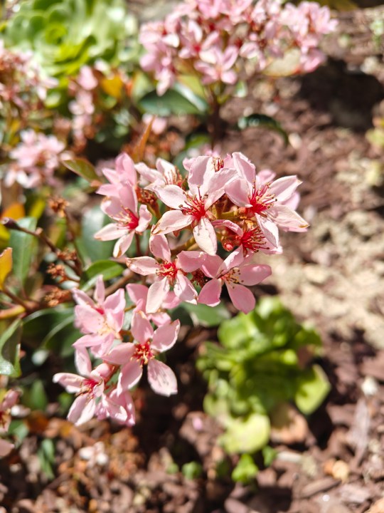 वनप्लस 12आर मुख्य कैमरे से लिए गए गुलाबी फूल।