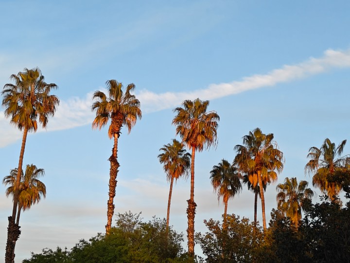 使用 OnePlus 12R 主摄像头拍摄的棕榈树放大照片。