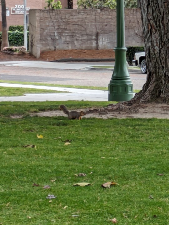 Google Pixel 7a से लिया गया गिलहरी का दौड़ता हुआ क्लोज़अप।