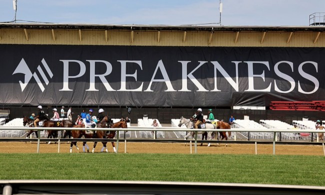 Horse on the track trot in front of the Preakness Stakes sign.
